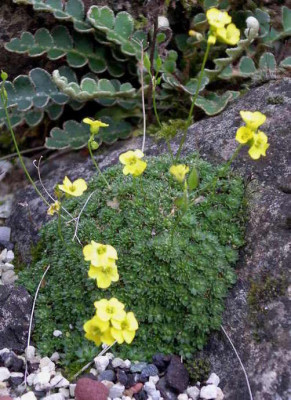 Draba_imbricata_2007-09-14.JPG