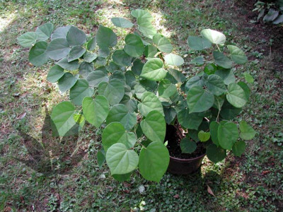 cercis_chinensis_01.jpg