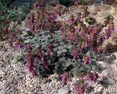 Oreganum_dictamnus_2007-09-14.JPG