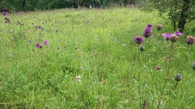 Flockenblumenwiese.JPG