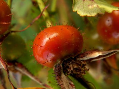 hagebutte_der_Rosa_carolina.jpg