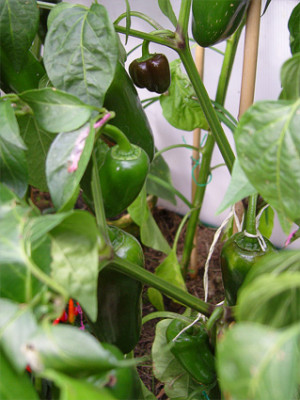 chili_multifrucht.jpg
