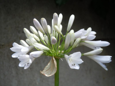 DSCN9920.JPG