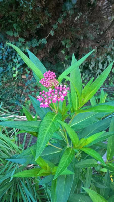 WP_20200723_19_53_44_Pro.jpg