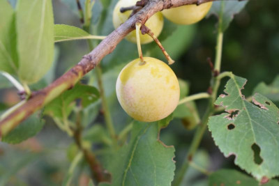 Mirabelle aus SH 006.JPG