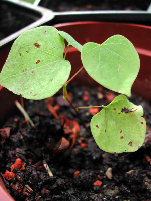 cercis_occidentalis_01.jpg