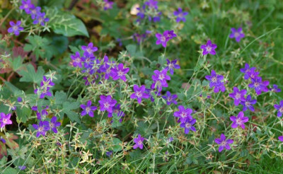 Geranium-wlassovianun-Rasen.jpg