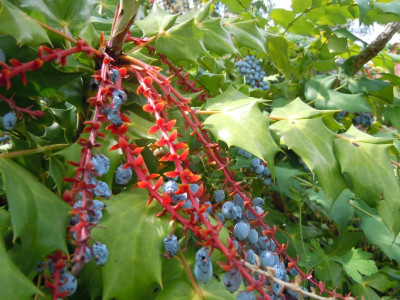 DSCN9932.JPG