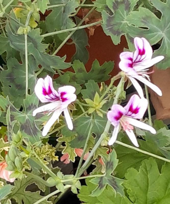 pel sanecilaefolium.jpg