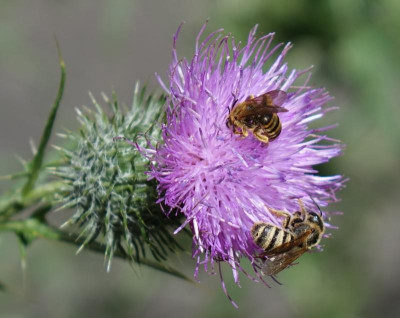 Halictus scabiosae 2020-07-26.jpg