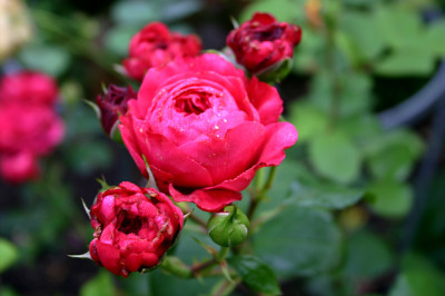 Rose_Red_Leonardo_da_Vinci0207.jpg