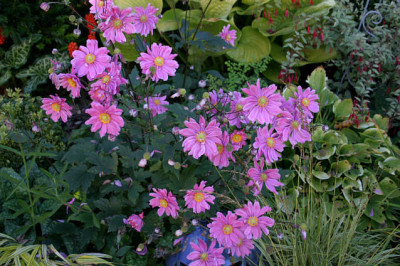 Herbstanemone00607.jpg
