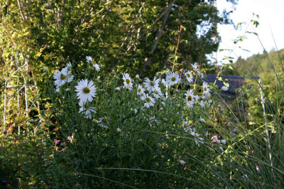 Sommermargarite0107.jpg