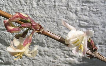 Lonicera_purpulsii_klein.JPG