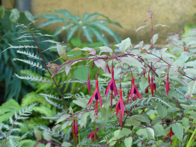 2020-07-26 Fuchsia magellanica 'Tricolor' 1.jpg