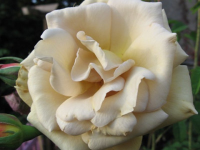 Butterscotch_2.jpg