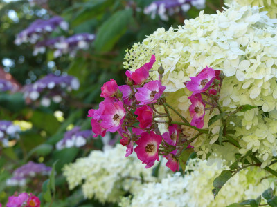 2020-07-26 Gartenimpressionen 1.jpg