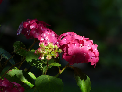 2020-07-26 Hydrangea 1.jpg