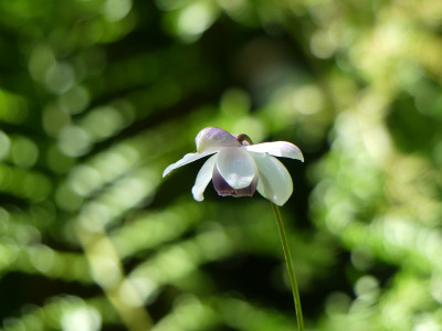 2020-07-26 Anemonopsis macrophylla.jpg