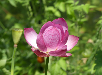 2020-07-26 Nelumbo 1.jpg