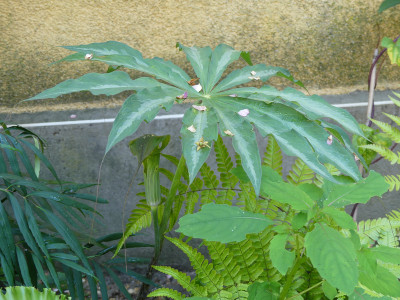 2020-07-26 Arisaema consanguineum 1.jpg