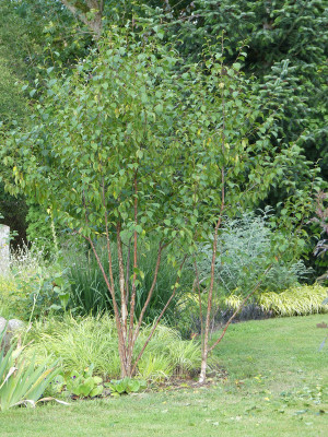 2020-07-26 Betula 'China Rose' 1.jpg
