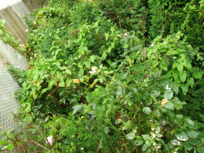 2020_0426JuliGewächshausbeet0014.JPG