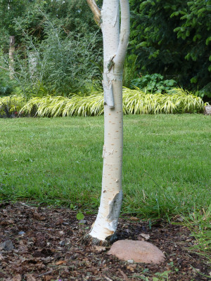 2020-07-26 Betula utilis 'Grayswood Ghost' 1.jpg