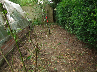 2020_0426JuliGewächshausbeet0019.JPG