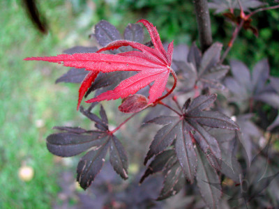 acer_palmatum_fireglow.jpg