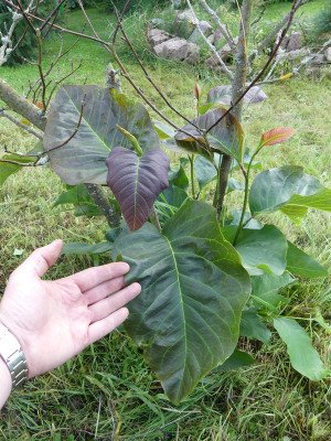 2020-07-26 Magnolia 'Wada's Memory'.jpg