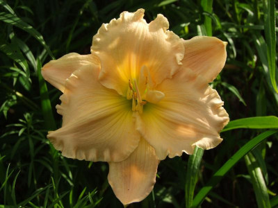 2020_0426JuliGewächshausbeet0001.JPG