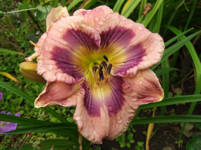 2020_0426JuliGewächshausbeet0028.JPG