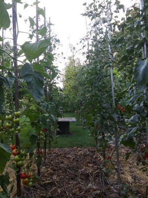 Tomaten 200726.jpg