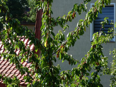 Kirschbaum 1.jpg