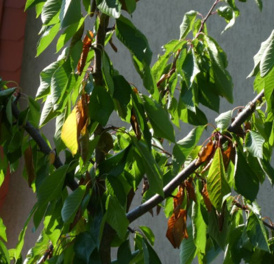 Kirschbaum 2.jpg