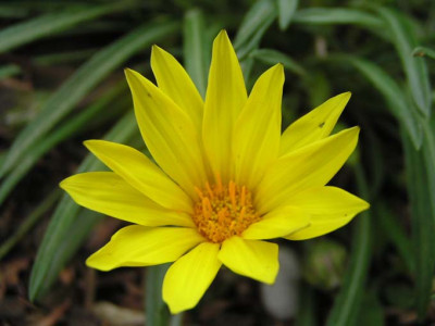 Gazania_linearis_Blute.jpg