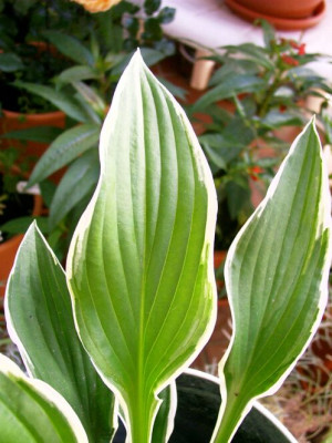05_09_2004_Unbekannte_Hosta_Blatt.jpg