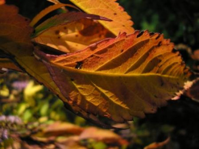 chin.gewurzstrauchblatt-herbstfarbung.JPG
