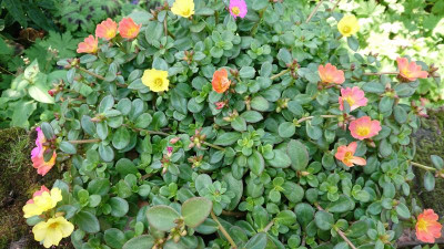 Portulakröschen.JPG