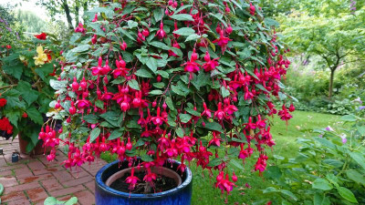Fuchsia 96.JPG