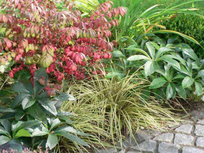 Euonymus0709.jpg