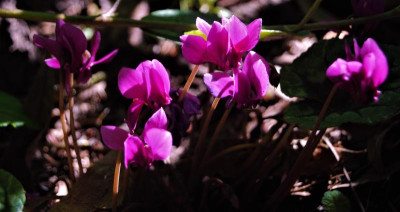 DSC_0573.JPG