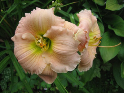 Barbara Mitchell_6653.JPG