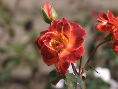 DSCF3088.JPG