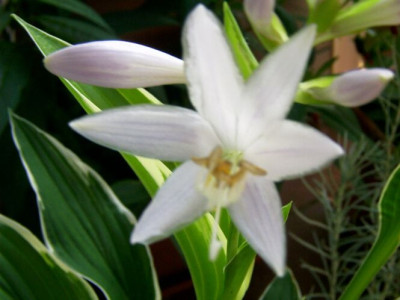 05_09_2004_Unbekannte_Hosta_Bluete.jpg
