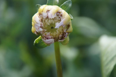 Dahlienknospe1.jpg