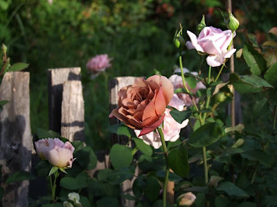 DSCF2209.JPG