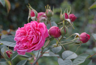 Asta_von_Parpart_0010__K_15374.jpg