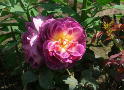 diablesse-de-mers-rose.JPG